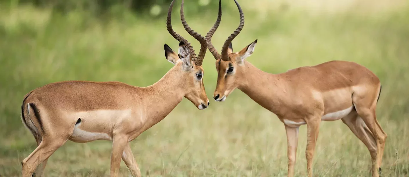 kruger - impala.webp