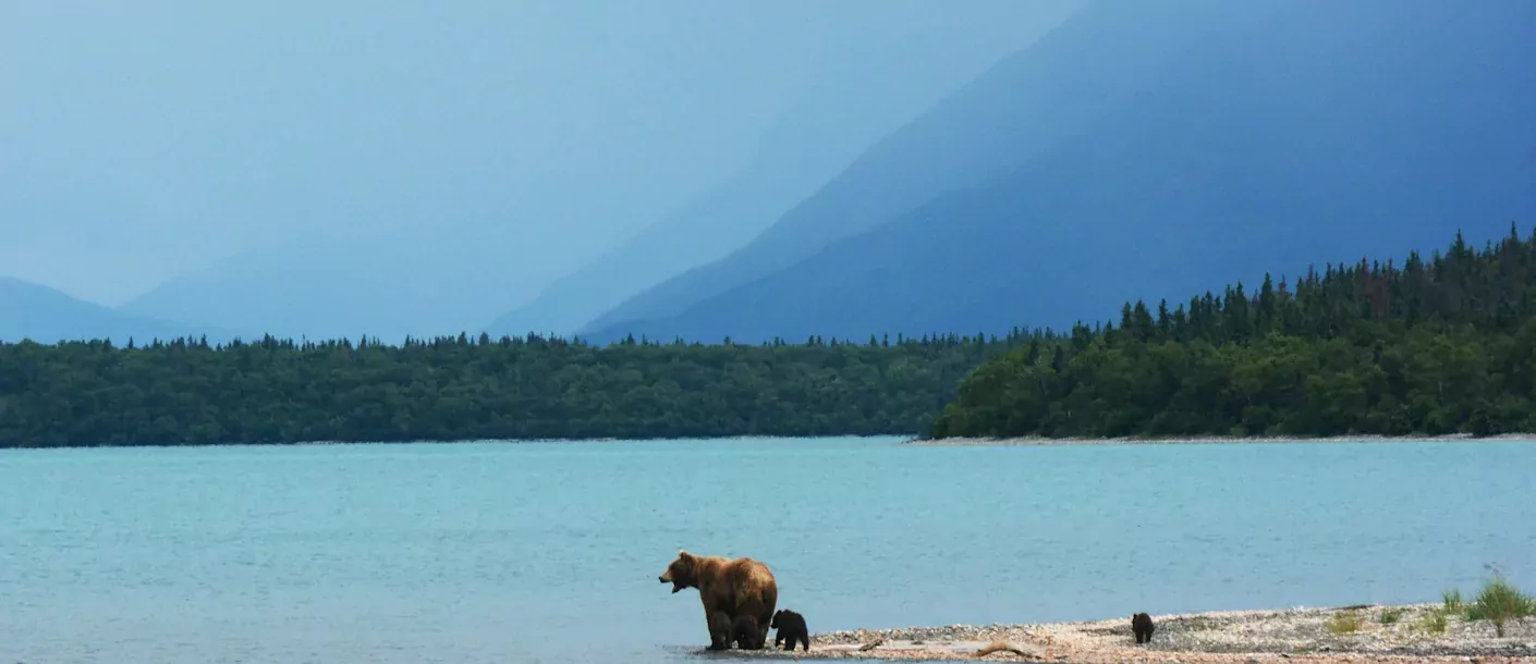 grizzly beer beren canada.webp