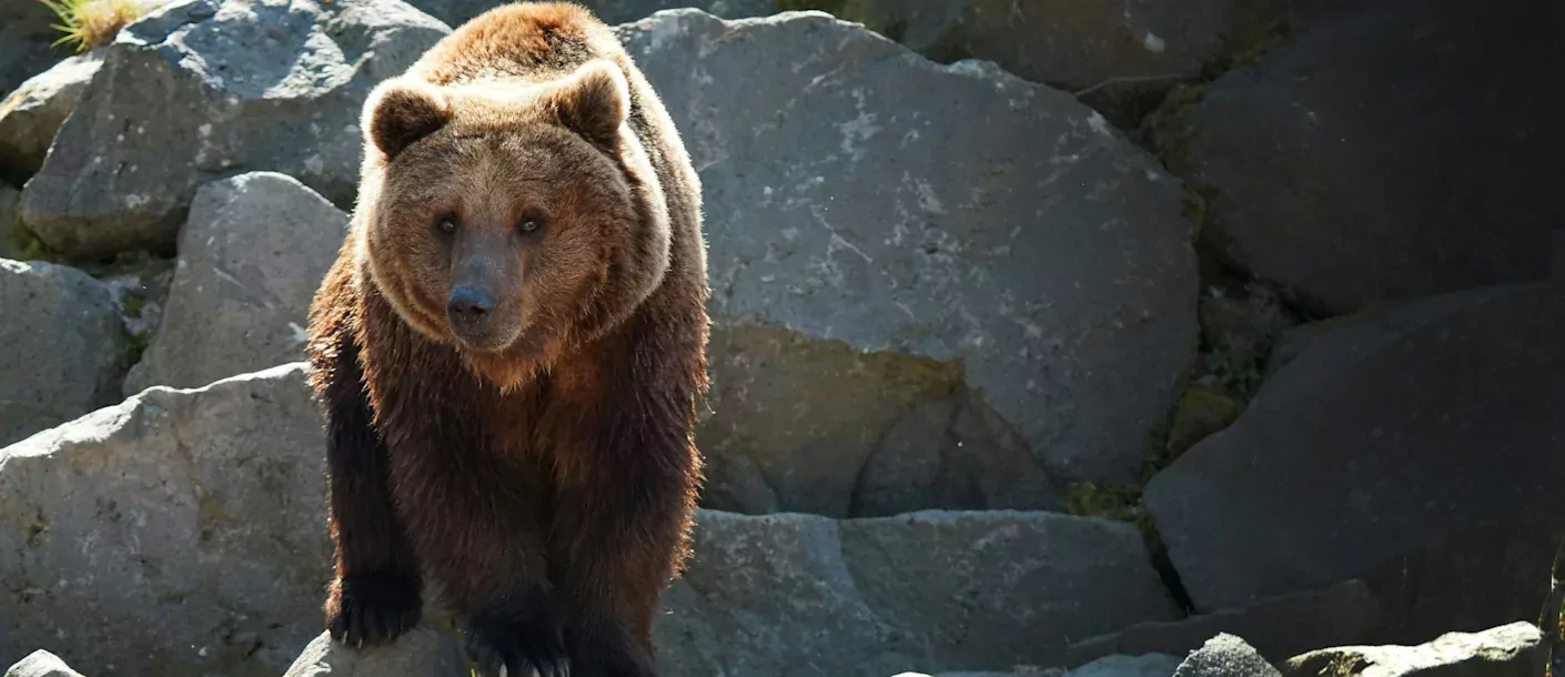 grizzly canada rocky mountains.webp
