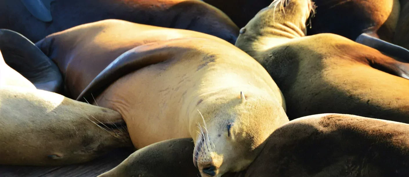 san-francisco-pier39.webp