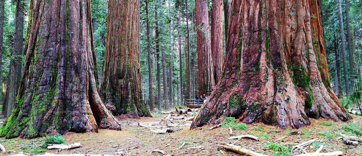 sequoia-np.webp