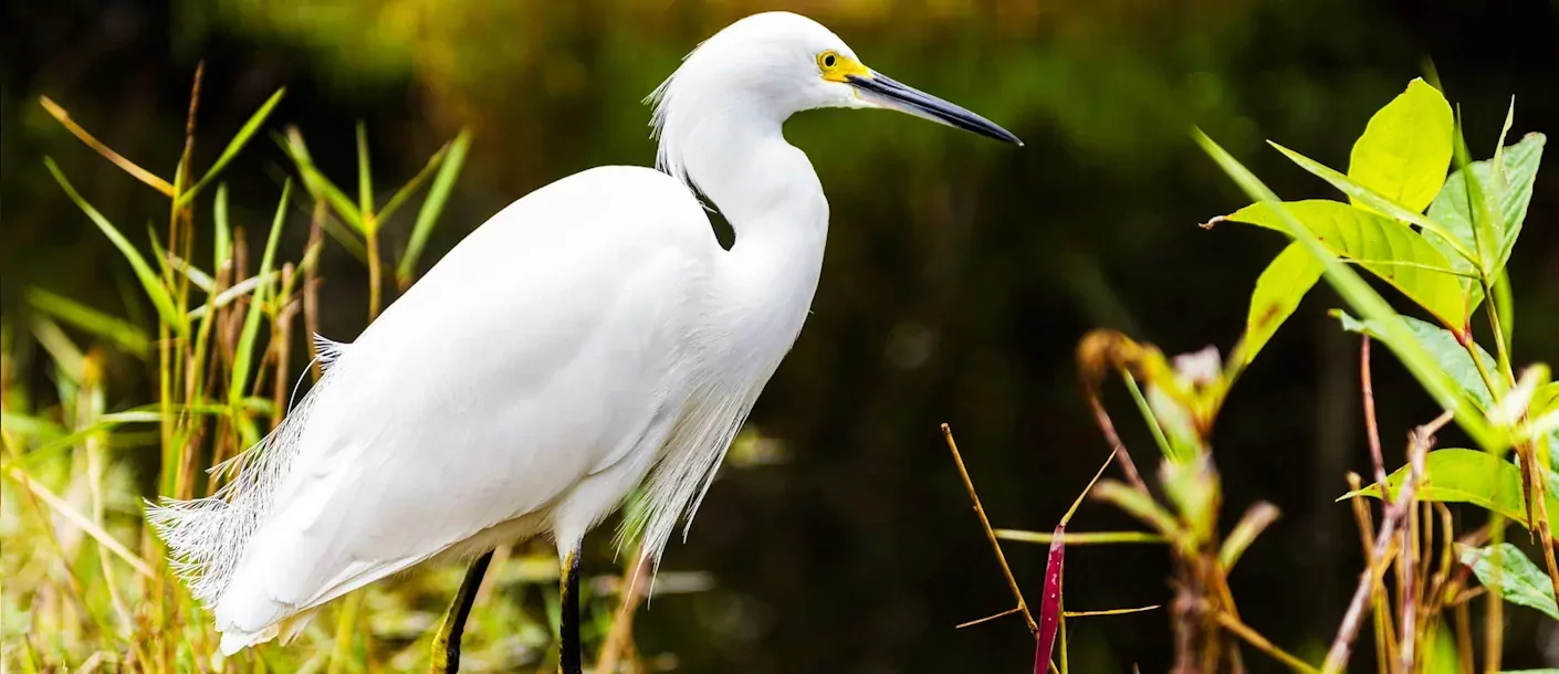 everglades1.webp