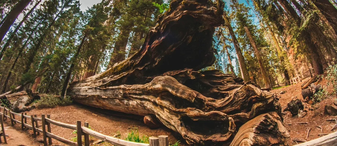 sequoia-np.webp