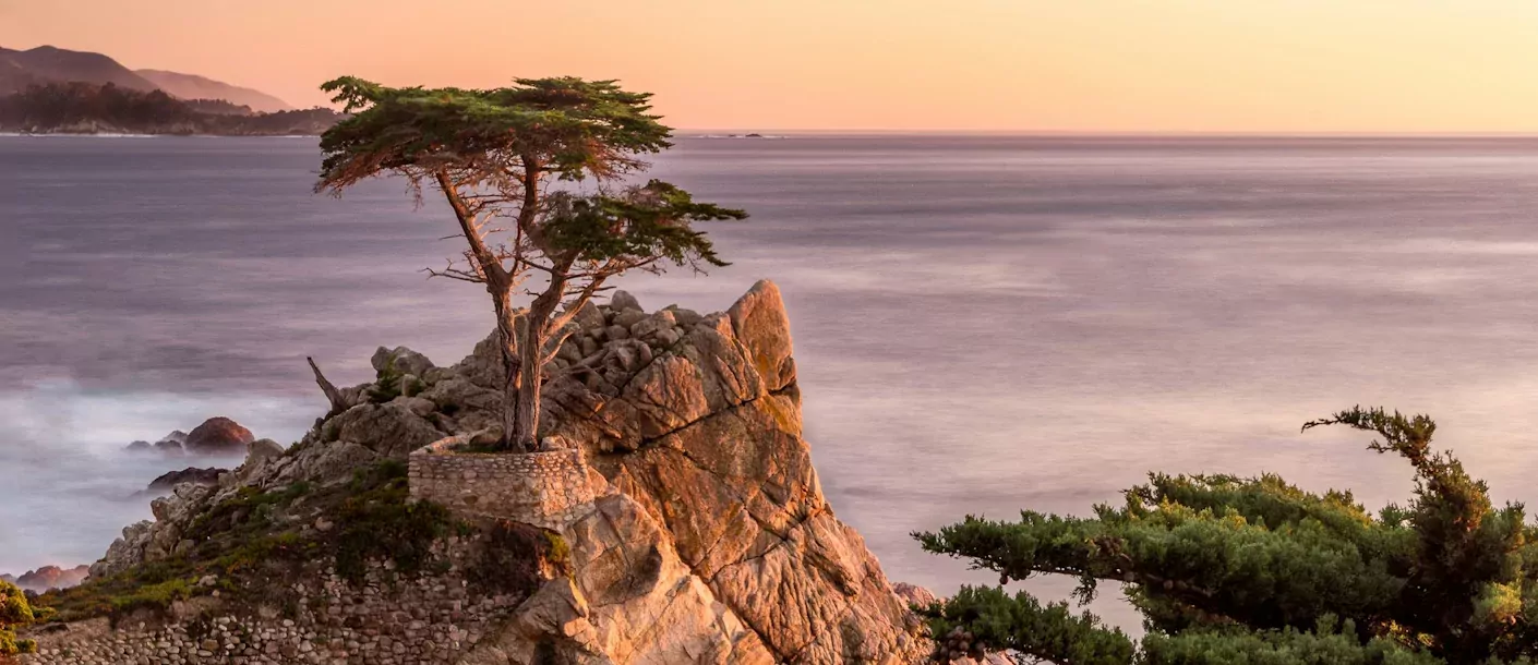 lone cypress - 17 mile drive.webp