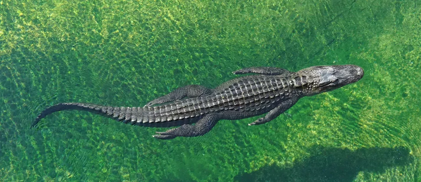 everglades wildlife.webp