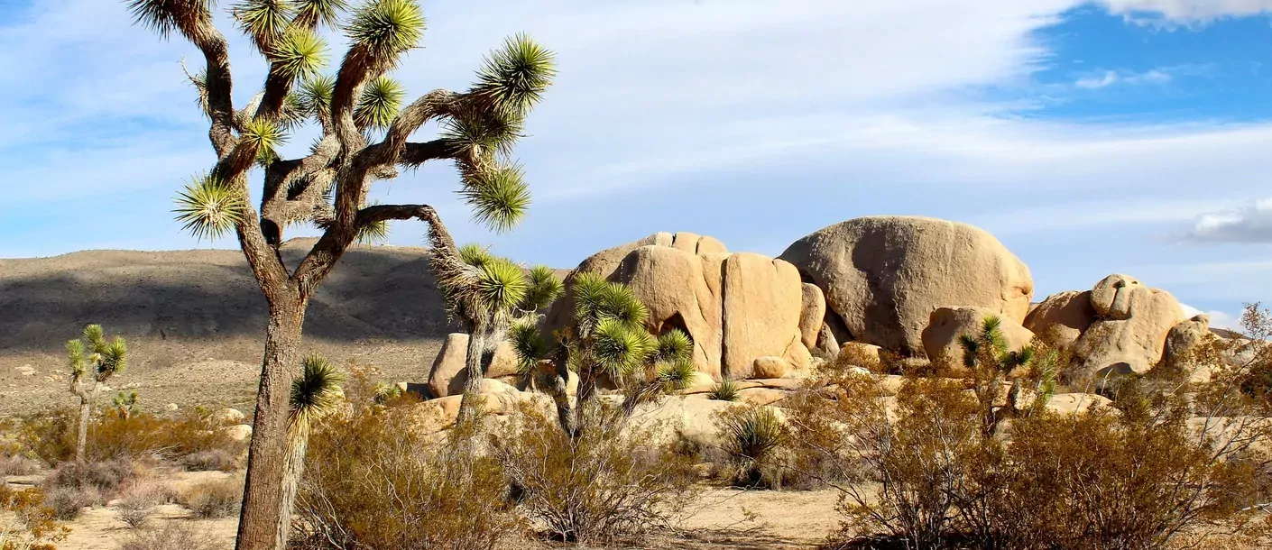 mojave desert.webp