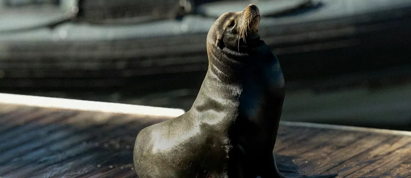 pier 39 san francisco.webp
