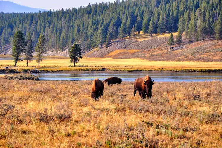 From Grand Canyon to Yellowstone (15 dagen) 12