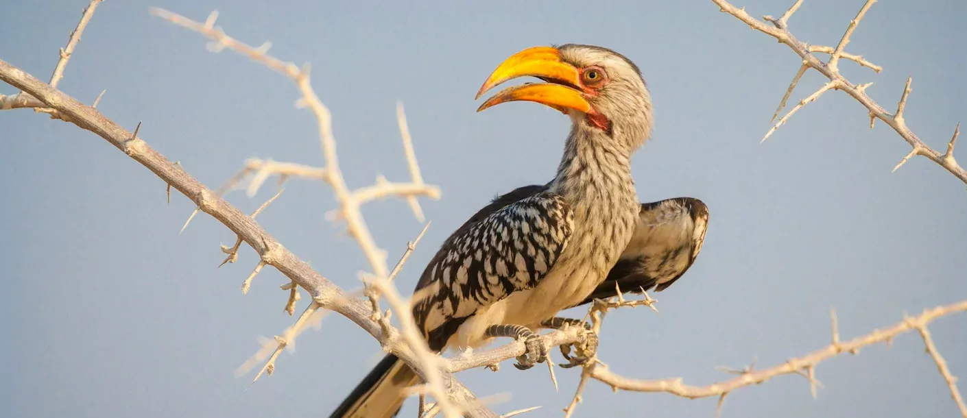 etosha - southern yellow-billed hornbill.webp