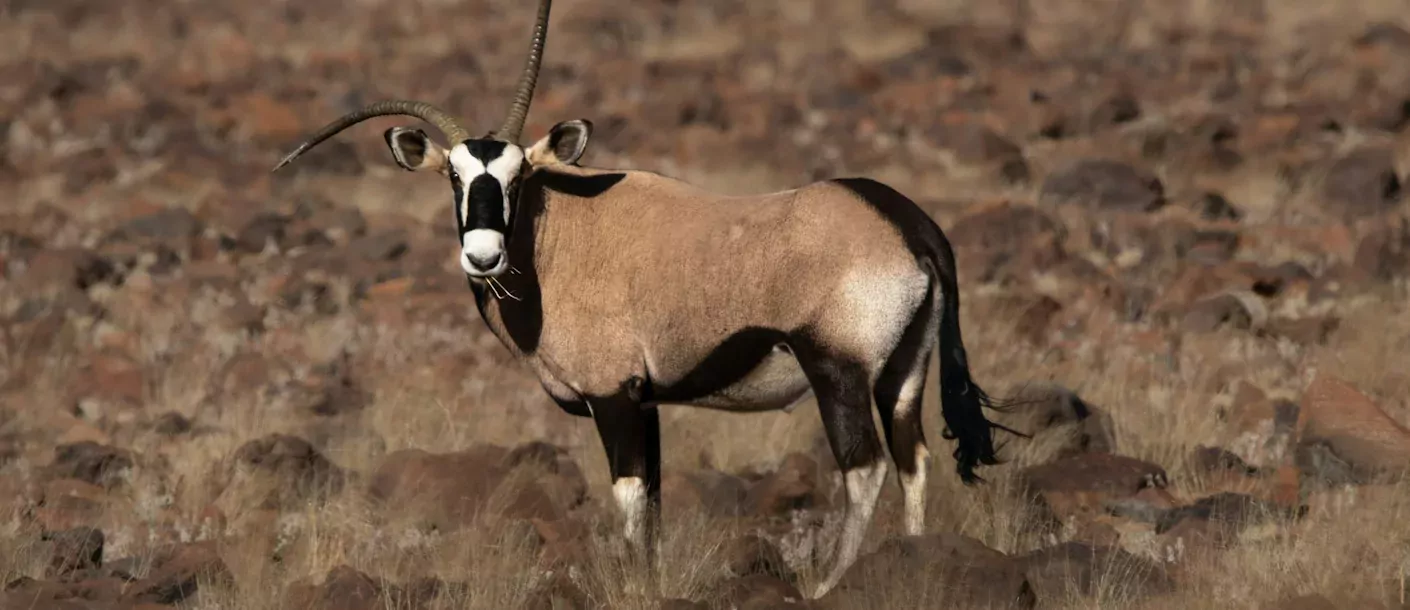 kalahari (2).webp