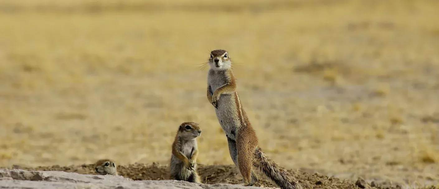 kalahari (3).webp