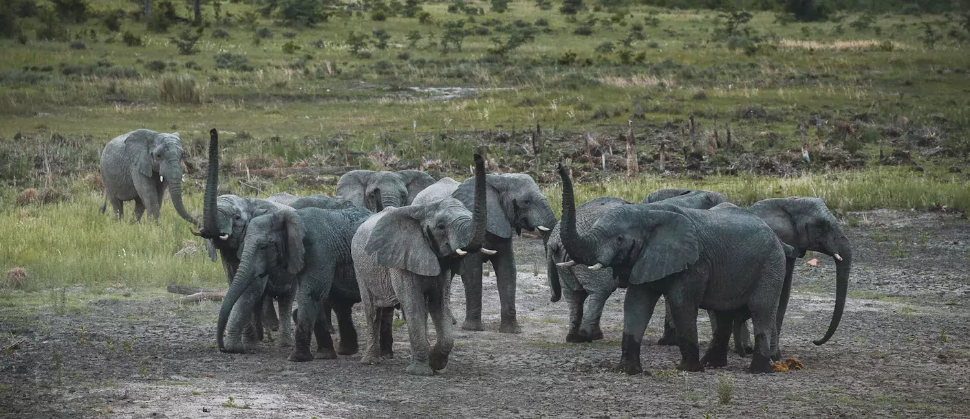 etosha - kudde olifanten 2.webp