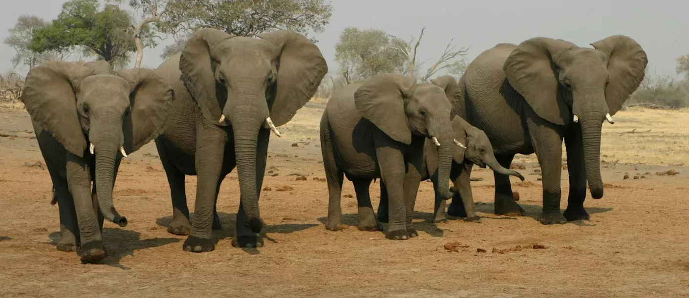etosha -olifanten en wrattenzwijn.webp