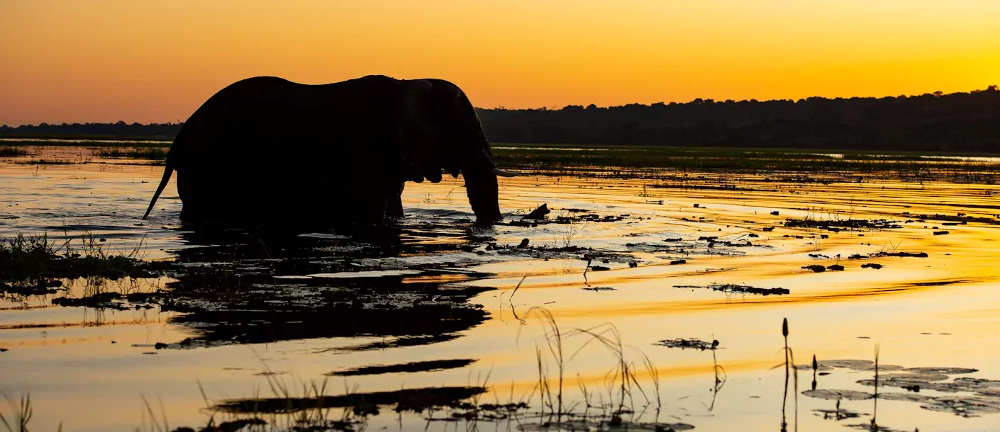 sunway botswana chobe bruce taylor-3745.webp