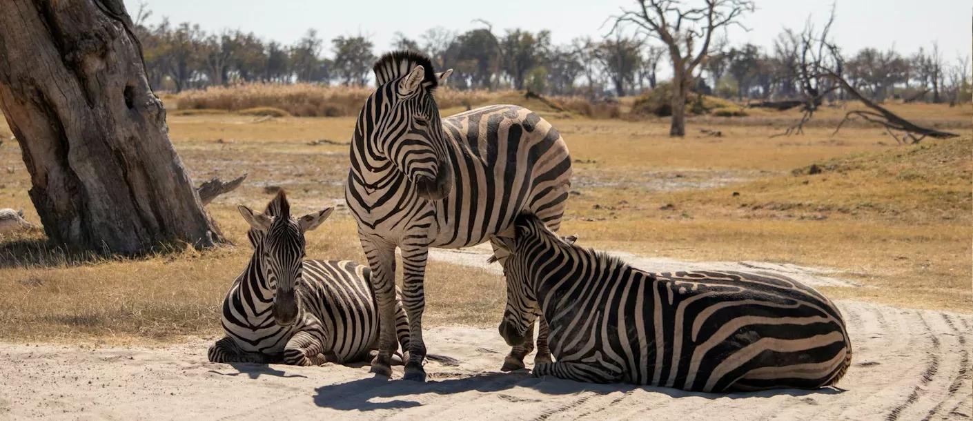 moremi - zebra's.webp