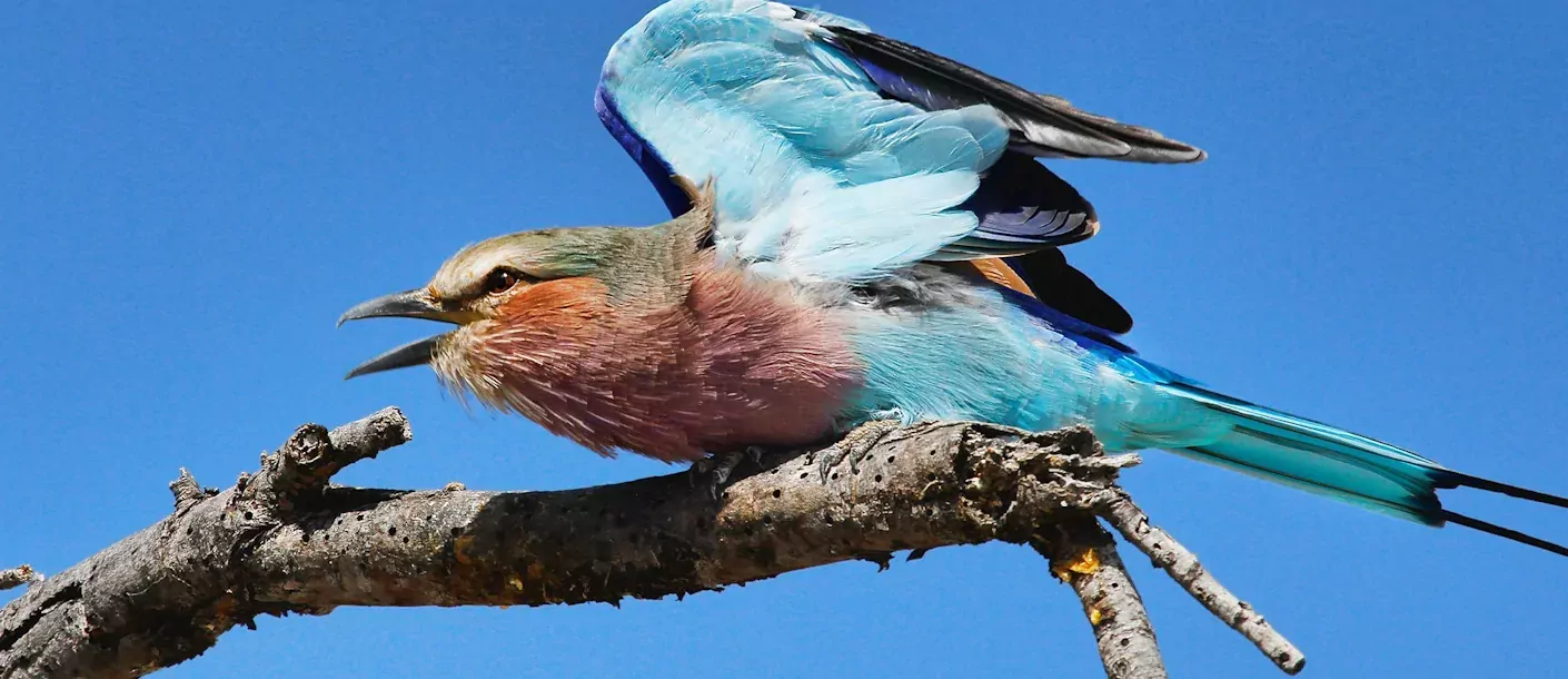 nata bird sanctuary - vogel.webp