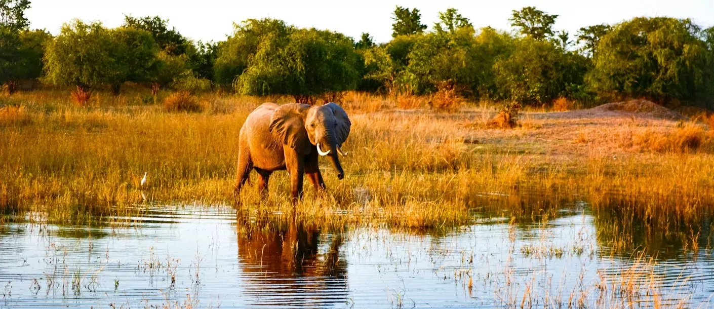 lake kariba - olifant.webp
