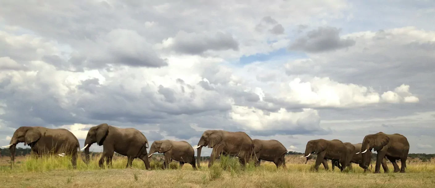 chobe rivier - olifanten.webp