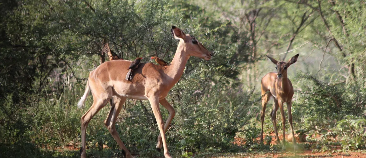 limpopo - impala.webp