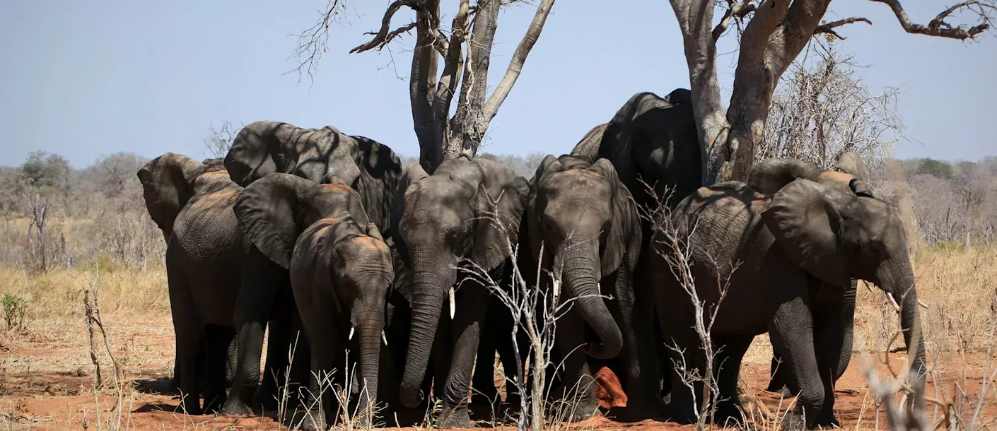 chobe - olifanten.webp
