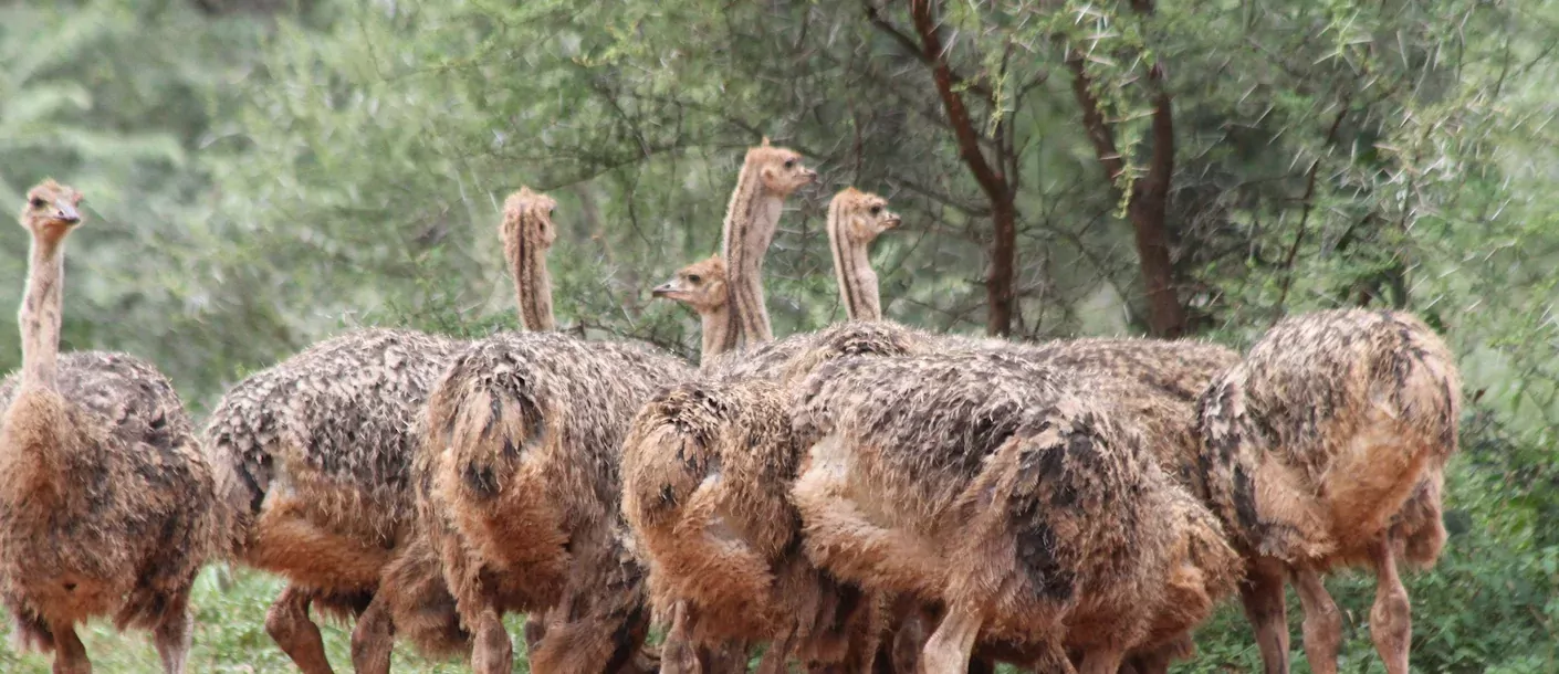 limpopo - struisvogels.webp