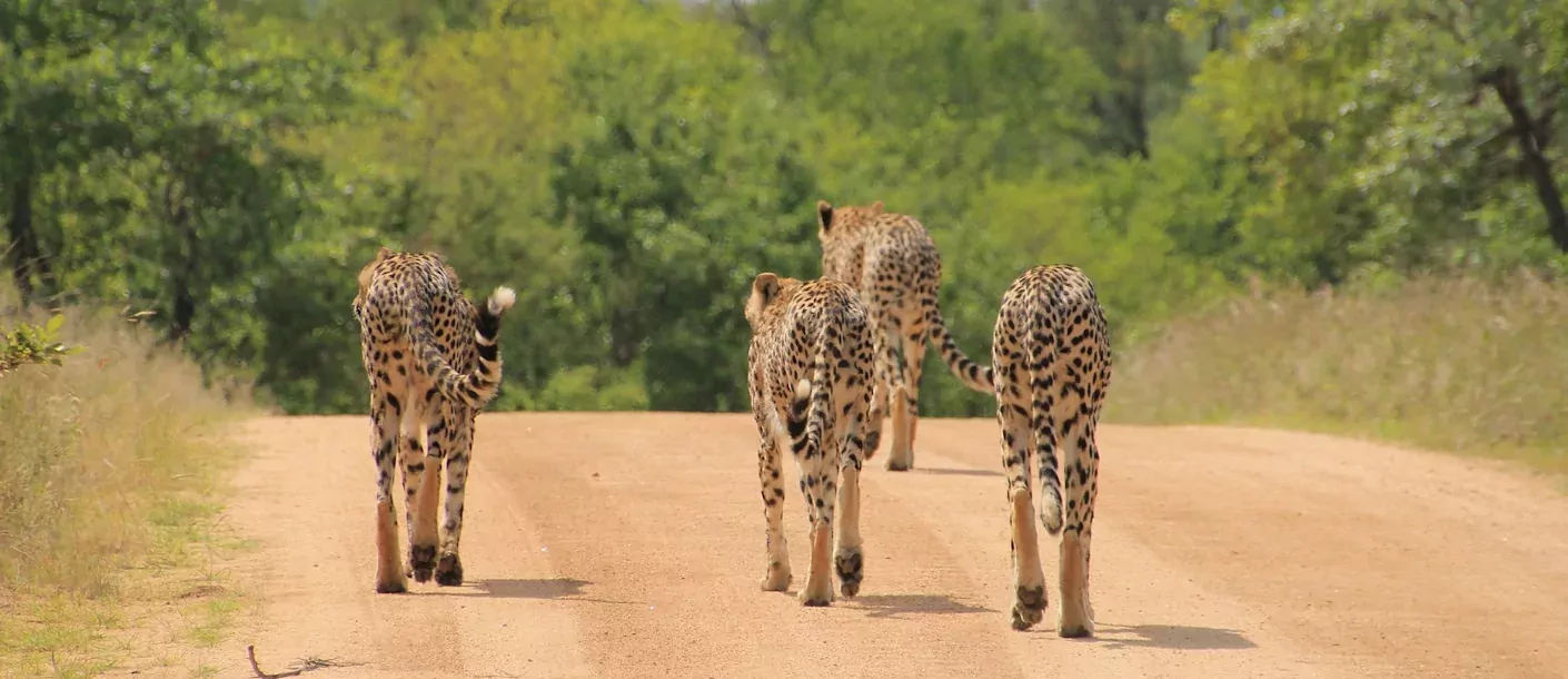 kruger - cheetahs.webp
