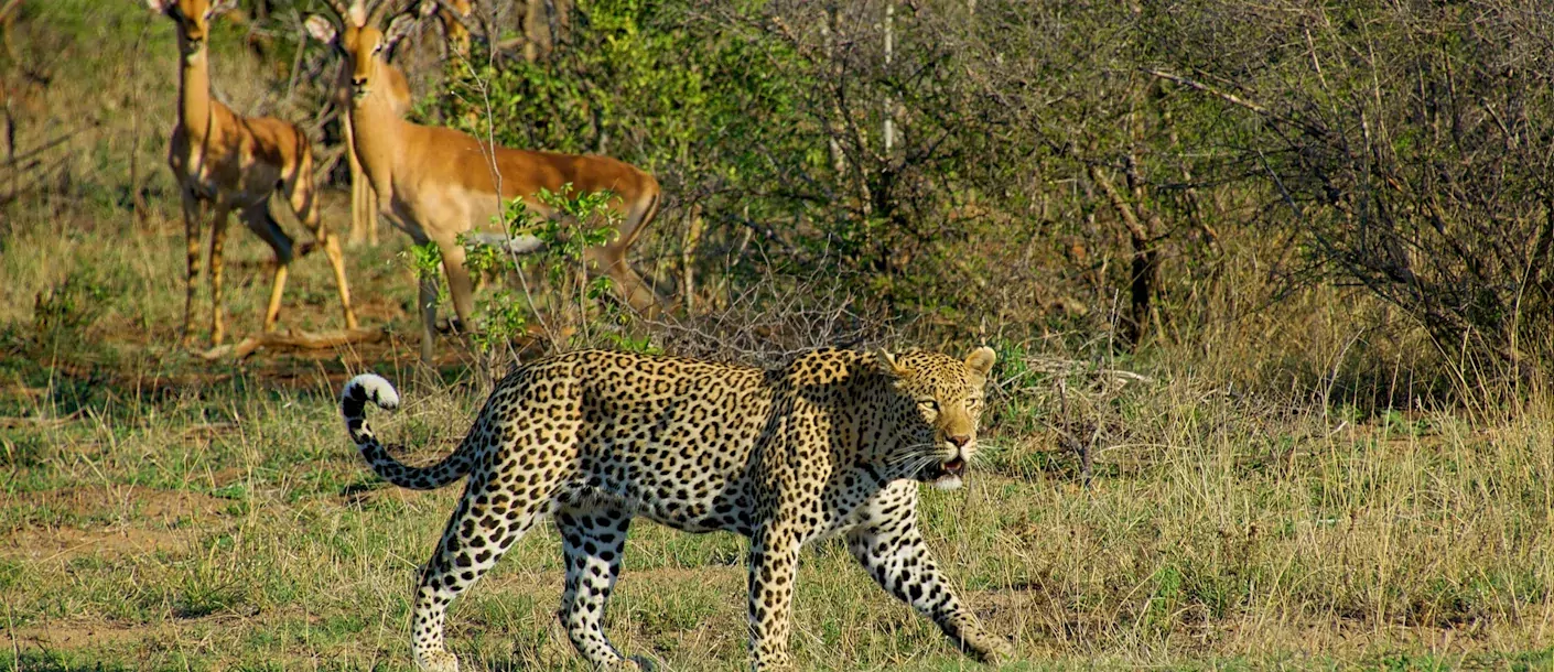 kruger - impala en luipaard.webp