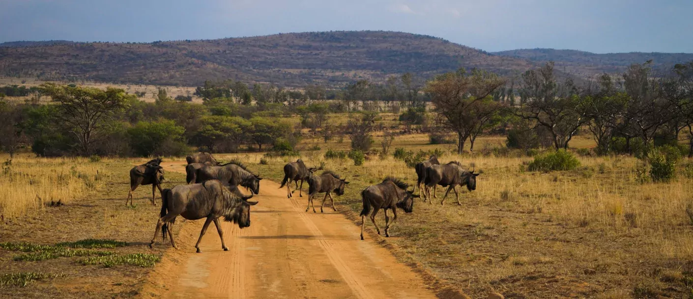 zuid-afrika - gnoes.webp