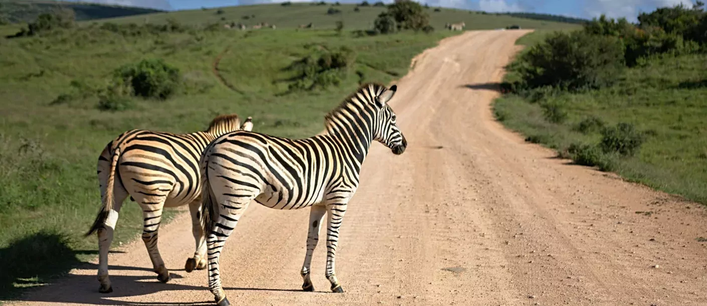 addo - zebra's.webp