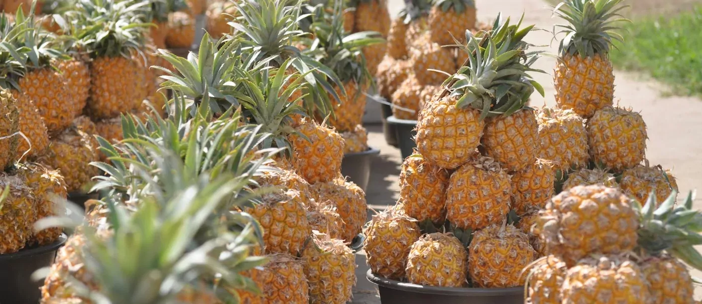 hluwhluwe - ananas.webp