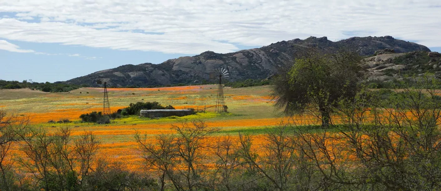 namaqualand.webp