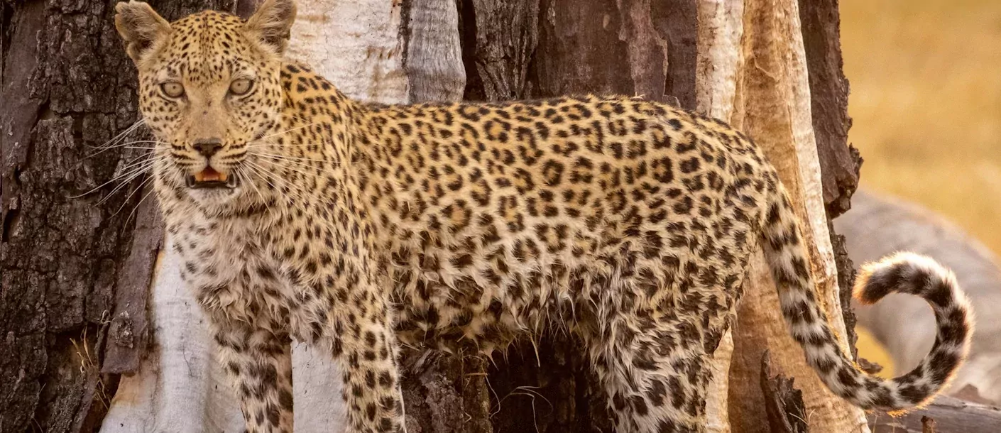 moremi - luipaard.webp