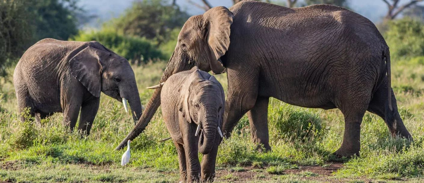 hwange np - olifanten (2).webp