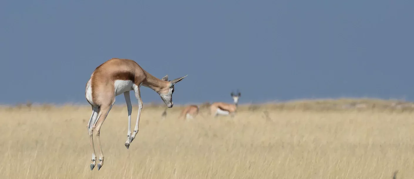 sunway namibia etosha bruce taylor-7300.webp
