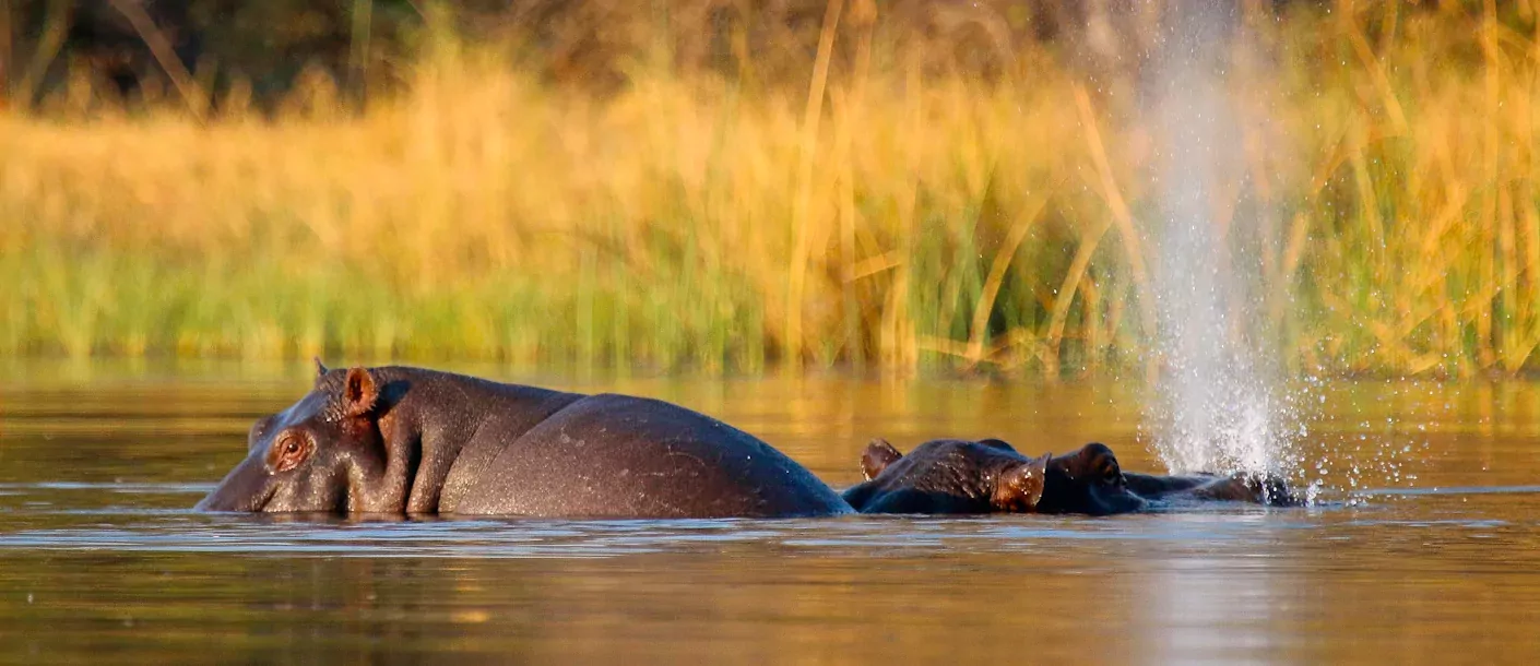 sunway botswana okavango jez hollinshead-1715331.webp