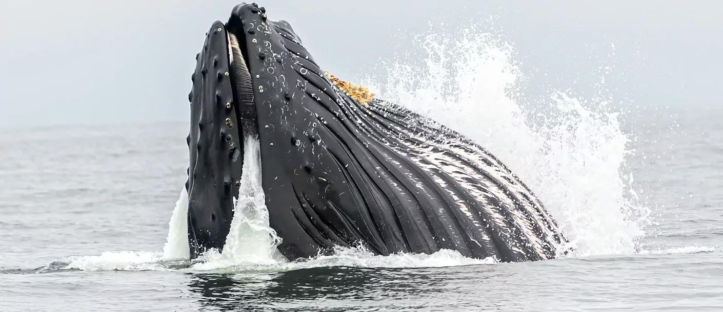 monterey.webp