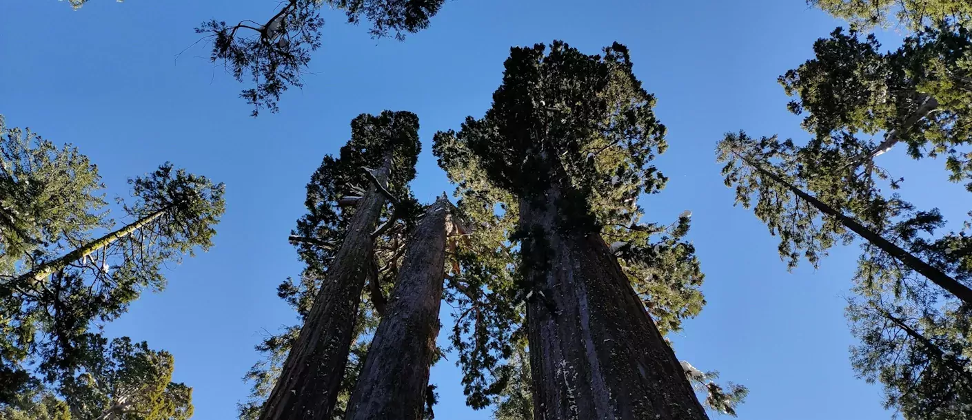 calaveras-big-trees-state-park.webp
