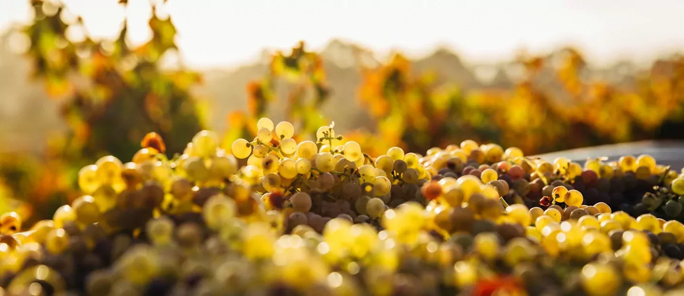senora-napa-wine-valley.webp