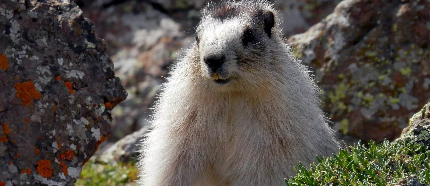 marmot-wildlife-alaska.webp