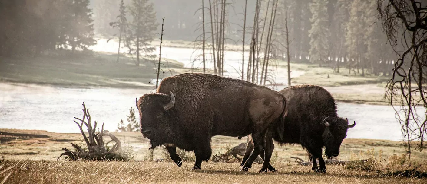 yellowstone-np (2).webp