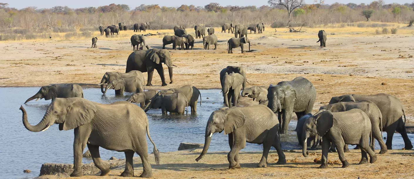 van kaapstad tot victoria watervallen zimbabwe hwange np groot.webp