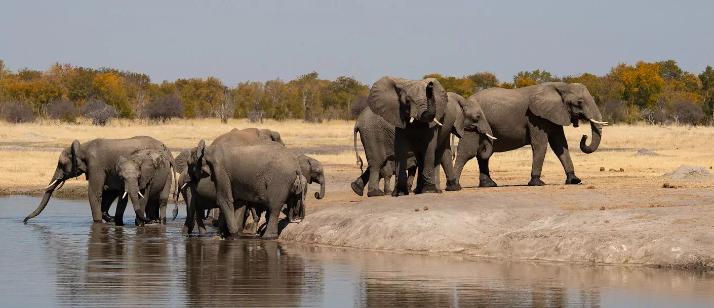 oude wegen door zimbabwe & zambia zimbabwe hwange np 10009.webp