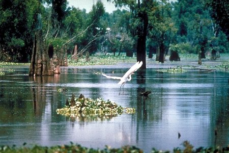 Klik op de afbeelding voor een vergroting ATCHAFALAYA EXPERIENCE