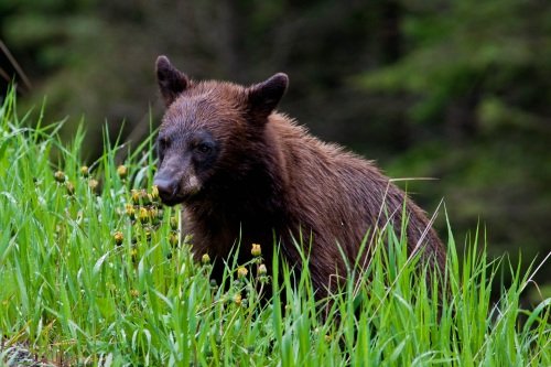 Klik op de afbeelding voor een vergroting kootenay
