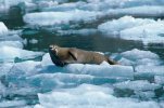 De Gletsjers van Tracy Arm