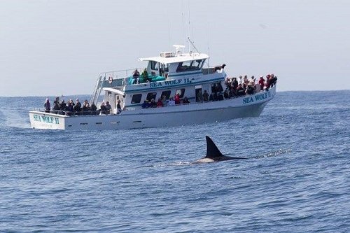 Monterey Bay Whale Watching Cruise 2