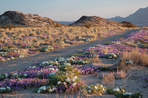 Klik op de afbeelding voor een vergroting Mojave Preserve