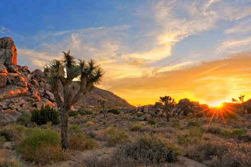 Klik op de afbeelding voor een vergroting joshua tree national park