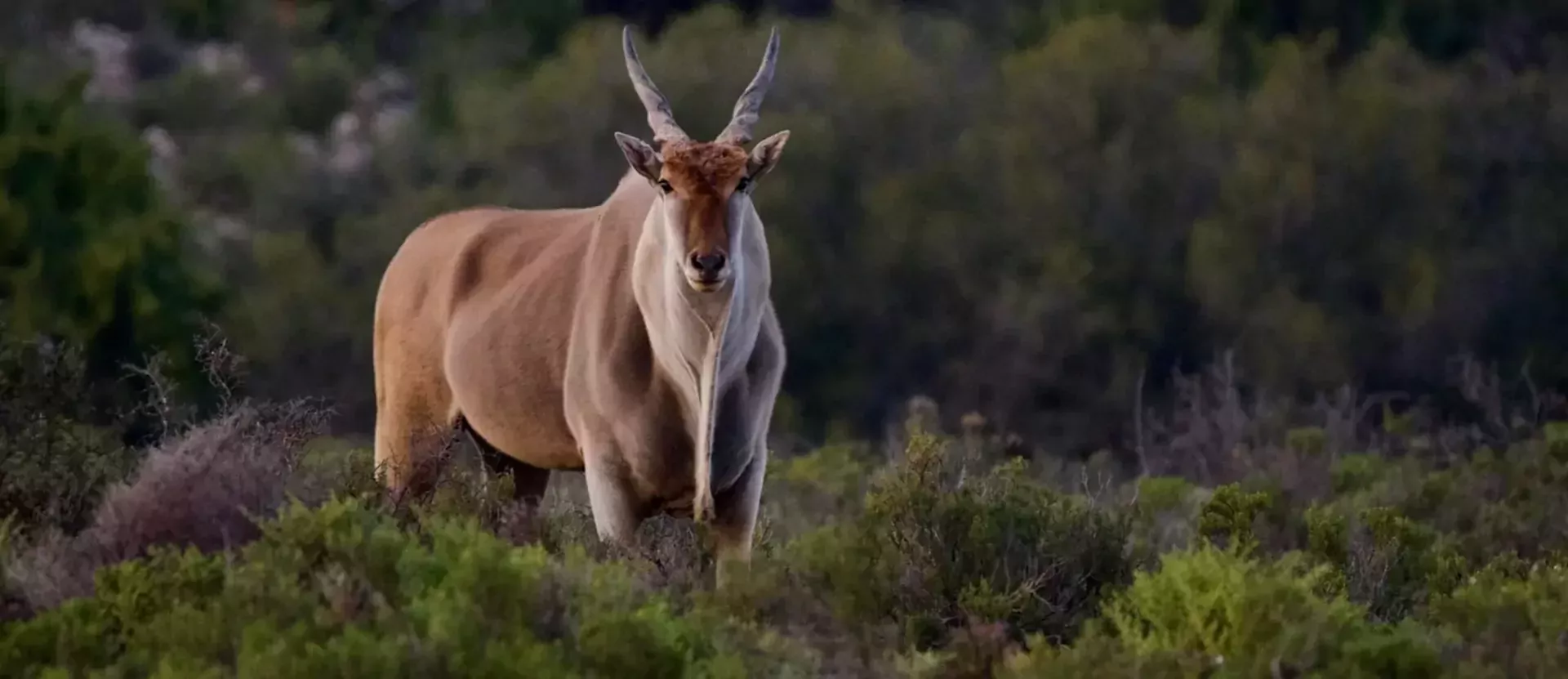 Garden Route gezinsreis sfeerfoto Klein Karoo 007.webp