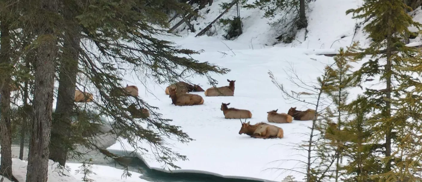 Winteravontuur in de Rockies 001.webp